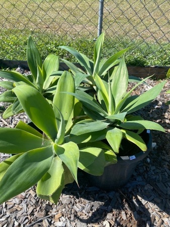 4 Agave plants