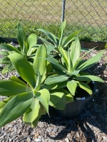 4 Agave plants