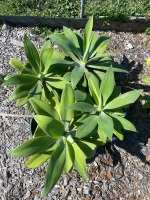 4 Agave plants - 2