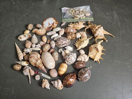 Variety box of Shells