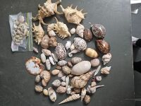 Variety box of Shells - 2