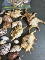 Variety box of Shells - 3