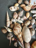 Variety box of Shells - 4