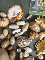 Variety box of Shells - 5