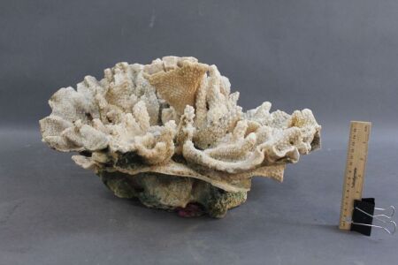 Large Piece of Vintage Wave Coral