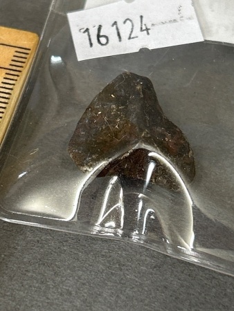 AGOUDAL Iron Meteorite