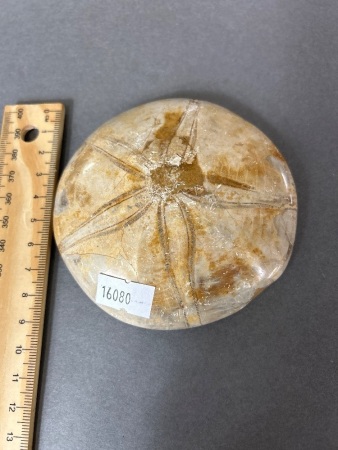 150 Million year old Jurassic age PYGURUS MARMONTI Fossil Sand Dollar From Madagascar