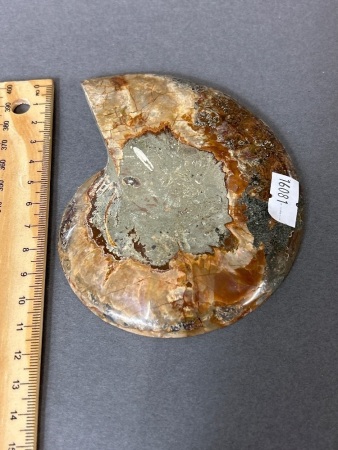 Large 120 million year old AMMONITE Fossil from Madagascar