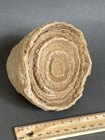 600 Million to 3 Billion year old STROMATOLITE Fossil from Morocco - the worlds oldest Fossil