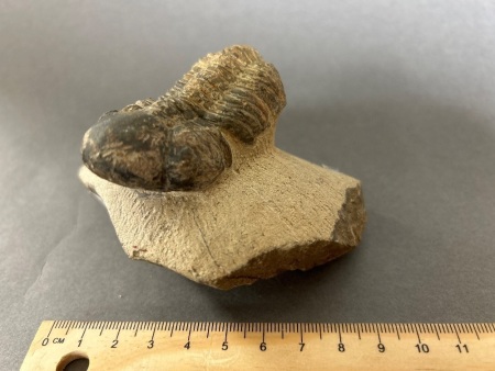 400 Million year old TRILOBITE Fossil from Morocco