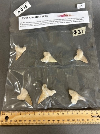 Six huge 40 million year old fossil shark teeth fossils from Morocco