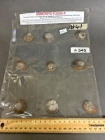 Collection of 400 million year old AMMONITE Fossils from Morocco