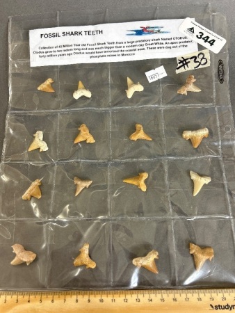 Collection of 40 million year old fossil shark teeth from Morocco