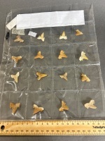 Collection of 40 million year old fossil shark teeth from Morocco - 2