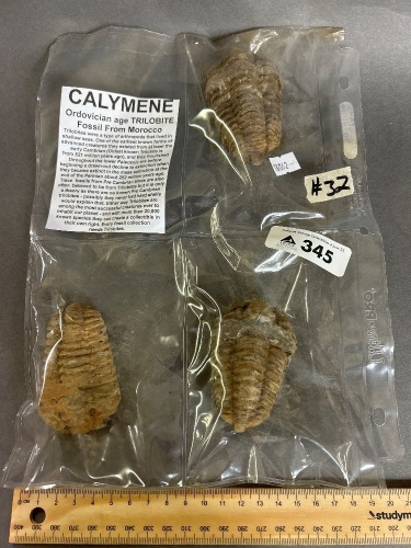 Three 450 million year old Ordovician age TRILOBITE Fossils from Morocco. Species is CALYMENE