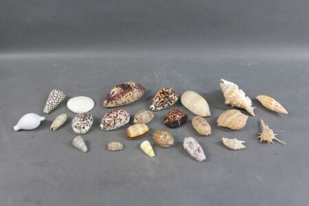 Collection of Vintage Sea Shells - Some Rare