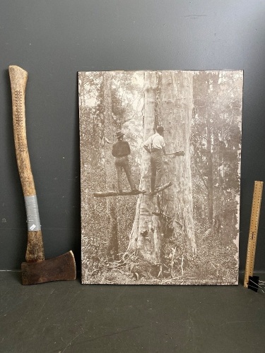 Large photo of " On the Boards" two axe men felling a white gum and an Axe