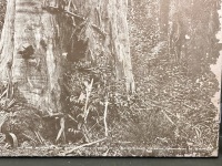 Large photo of " On the Boards" two axe men felling a white gum and an Axe - 2