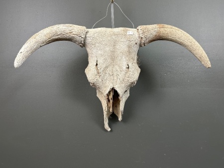 Old Bull/Cow Skull with Horns