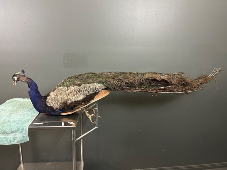 Peacock Taxidermy 