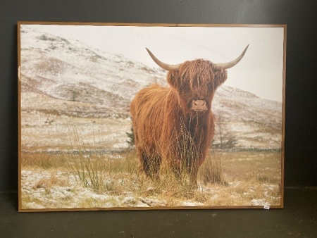 Large photo of a highland cow