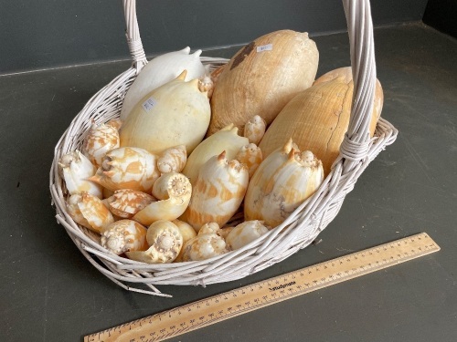 Basket of shells