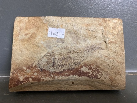 Fish Fossil