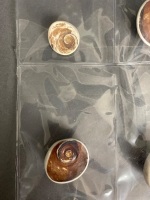 Collection of 100 Million year old TRAPDOOR SNAIL fossils from Madagascar - 2