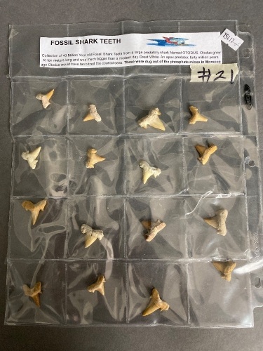 Collection of 40 million year old fossil shark teeth from Morocco