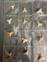 Collection of 40 million year old fossil shark teeth from Morocco - 2