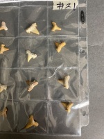 Collection of 40 million year old fossil shark teeth from Morocco - 3