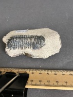 400 Million Year Old Devonian Age TRILOBITE Fossil from Morocco - 2