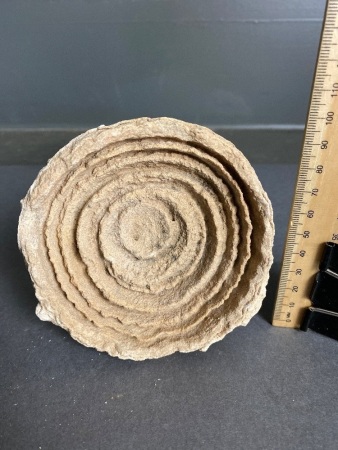 Million to 3Billion year old STROMATOLITE Fossil from Morocco - the world's oldest fossil