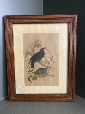  Watercolour of Male and Female Rifle Birds - Signed G J Broinowski Fecil