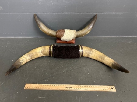 2 Sets of Bull Horns - 1 Timber Mounted