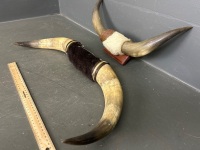 2 Sets of Bull Horns - 1 Timber Mounted - 3