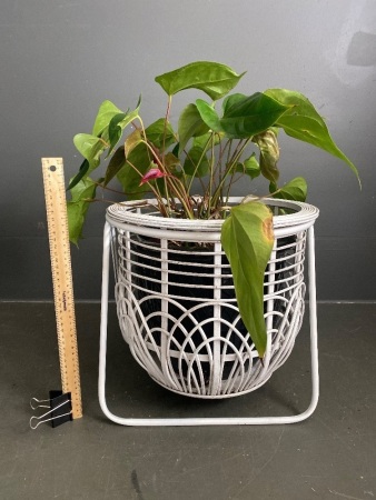 White cane and metal Plant Stand with House Plant