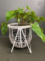 White cane and metal Plant Stand with House Plant - 2