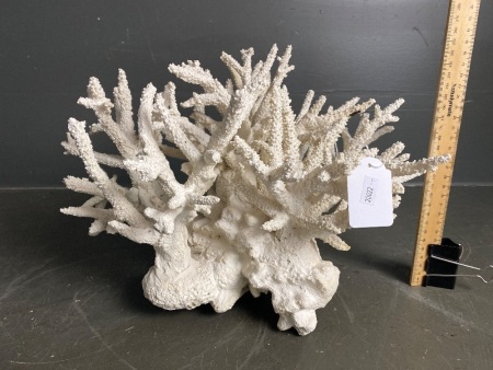 Large Staghorn Coral