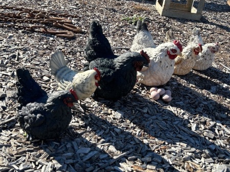 Brood of 6 Life Size Chickens and Eggs (1 metal, 5 synthetic)