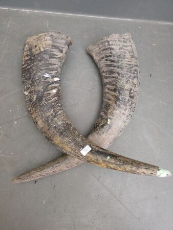 Pair of Buffalo Horns