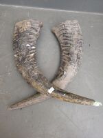 Pair of Buffalo Horns