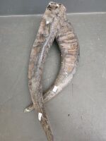 Pair of Buffalo Horns - 2