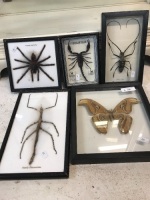 Collection of Boxed Bugs