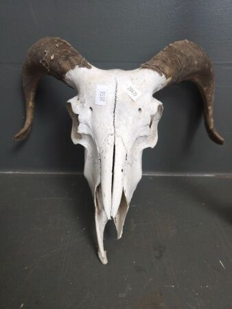 Vintage Ram Skull