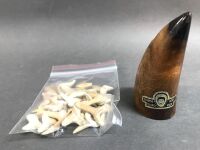 Carved Alaskan Whale Tooth & Collection of Sharks Teeth - 3