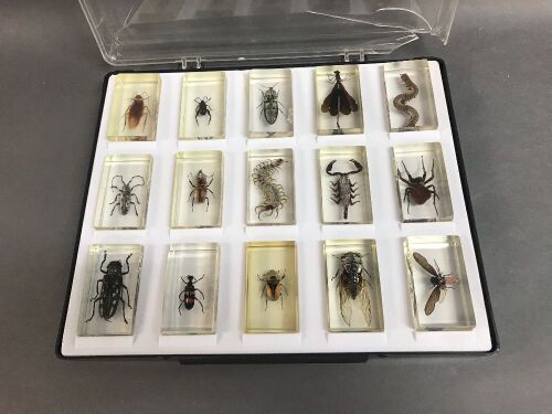 15 Insect Specimens Encased in Resin