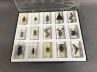 15 Insect Specimens Encased in Resin