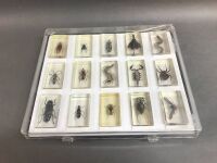 15 Insect Specimens Encased in Resin - 2