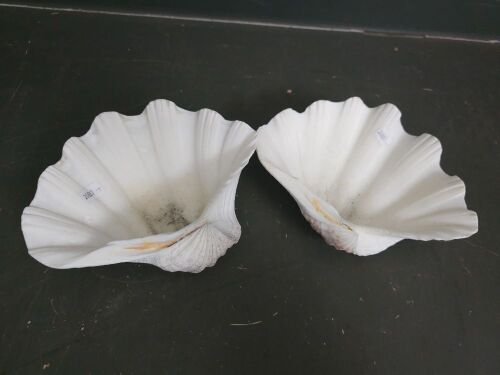 Two Decorative Shells